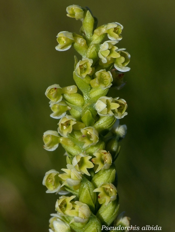 Monte Doro e Cima della Laghetta, le orchidee e i loro ambienti - luglio 2025.